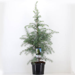 Warentuin natuurlijk - Cedrus deodara 95 cm