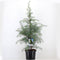 Warentuin natuurlijk - Cedrus deodara 95 cm