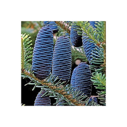 Warentuin natuurlijk - Abies koreocarpa Frosty 30-40 cm Conifeer