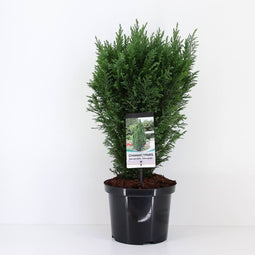 Warentuin natuurlijk - Chamaecyparis law ellwoodii 80 cm