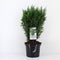 Warentuin natuurlijk - Chamaecyparis law ellwoodii 80 cm