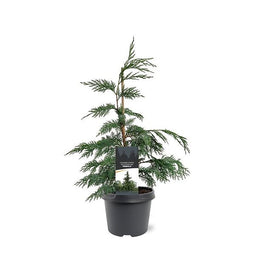Warentuin natuurlijk - Chamaecyparis nootk. Pendula 40-50 cm Conifeer