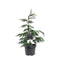 Warentuin natuurlijk - Chamaecyparis nootk. Pendula 40-50 cm Conifeer