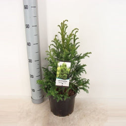 Warentuin natuurlijk - Cryptomeria jap jindai 55 cm