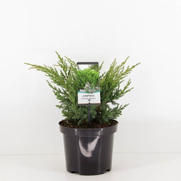 Warentuin natuurlijk - Juniperus chinensis blaauw 45 cm