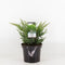 Warentuin natuurlijk - Juniperus chinensis blaauw 45 cm