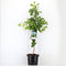 Warentuin natuurlijk - Ginkgo biloba 120 cm
