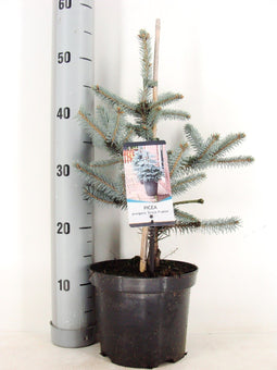 Warentuin natuurlijk - Picea pungens Erich Frahm