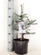 Warentuin natuurlijk - Picea pungens Erich Frahm