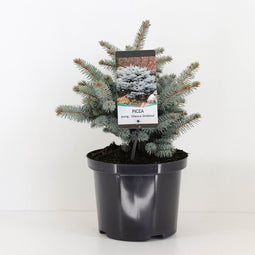 Warentuin natuurlijk - Picea pungens glauca globosa 25-30 cm