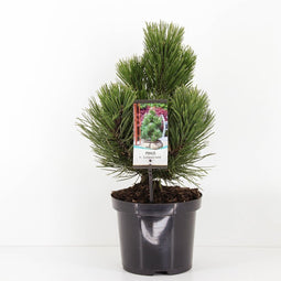 Warentuin natuurlijk - Pinus heldreichii compact gem 25-30 cm
