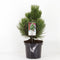 Warentuin natuurlijk - Pinus heldreichii compact gem 25-30 cm