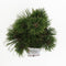 Warentuin natuurlijk - Pinus heldreichii compact gem 25-30 cm