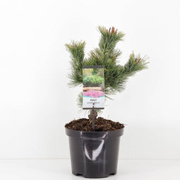 Warentuin natuurlijk - Pinus pumila glauca 15-20 cm