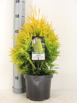 Warentuin natuurlijk - Thuja occidentalis Sunkist