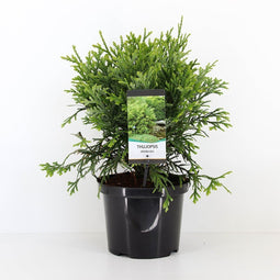 Warentuin natuurlijk - Thujopsis dolabrata 40-50 cm