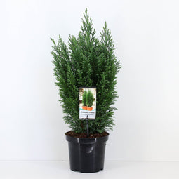Warentuin natuurlijk - Chamaecyparis law ellwoodii 65 cm