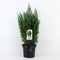 Warentuin natuurlijk - Chamaecyparis law ellwoodii 65 cm