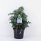 Warentuin natuurlijk - Chamaecyparis pis boulevard 45 cm
