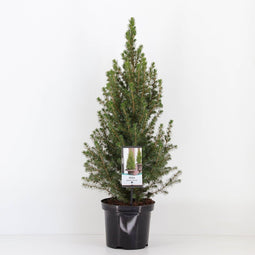 Warentuin natuurlijk - Picea glauca conica