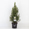 Warentuin natuurlijk - Picea glauca conica