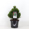 Warentuin natuurlijk - Pinus heldreichii compact gem 30-40 cm