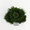 Warentuin natuurlijk - Pinus heldreichii compact gem 30-40 cm