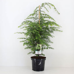 Warentuin natuurlijk - Tsuga canadensis 40-50 cm