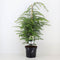 Warentuin natuurlijk - Tsuga canadensis 40-50 cm