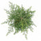 Warentuin natuurlijk - Tsuga canadensis 40-50 cm