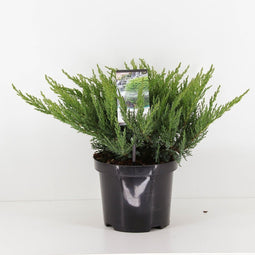 Warentuin natuurlijk - Juniperus sabina tamariscifolia 35 cm