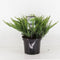 Warentuin natuurlijk - Juniperus sabina tamariscifolia 35 cm