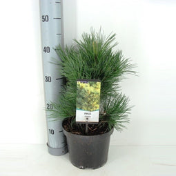 Warentuin natuurlijk - Pinus cembra