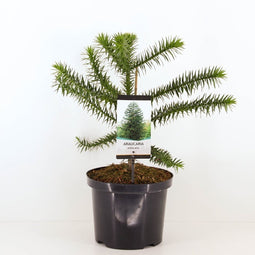 Warentuin natuurlijk - Araucaria araucana 55 cm