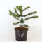 Warentuin natuurlijk - Araucaria araucana 55 cm
