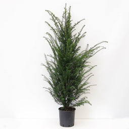 Warentuin natuurlijk - Taxus baccata 120-150 cm
