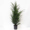 Warentuin natuurlijk - Taxus baccata 120-150 cm