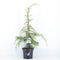 Warentuin natuurlijk - Cedrus deodara aurea 75 cm