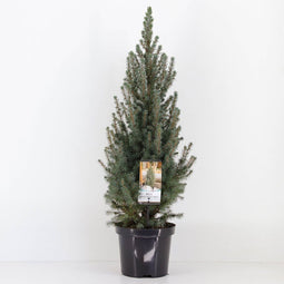 Warentuin natuurlijk - Picea glauca sanders blue 40-50 cm