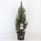 Warentuin natuurlijk - Picea glauca sanders blue 40-50 cm