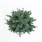 Warentuin natuurlijk - Picea glauca sanders blue 40-50 cm