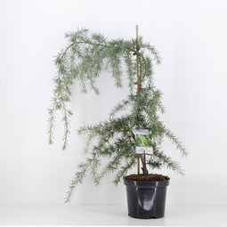 Warentuin natuurlijk - Cedrus deodara pendula 75 cm