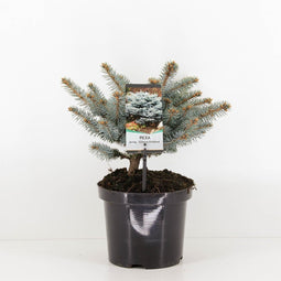 Warentuin natuurlijk - Picea pungens glauca globosa 20-25 cm