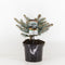 Warentuin natuurlijk - Picea pungens glauca globosa 20-25 cm