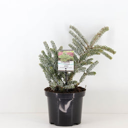 Warentuin natuurlijk - Abies koreana silberlocke 45 cm