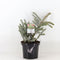 Warentuin natuurlijk - Abies koreana silberlocke 45 cm