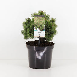 Warentuin natuurlijk - Pinus mugo mops 20-25 cm