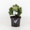 Warentuin natuurlijk - Pinus mugo mops 20-25 cm