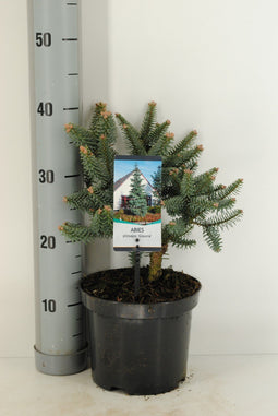 Warentuin natuurlijk - Abies pinsapo Glauca