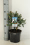 Warentuin natuurlijk - Abies pinsapo Glauca